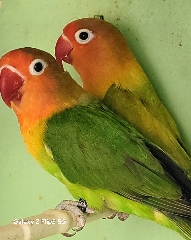 Casal fischeris Agapornis Fishers