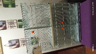 Vendo 2 gaiolas completas