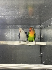 Casal 2: Agapornis Fischeris