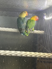 Casal 3: Agapornis Fischeris