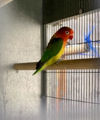 Machos agapornis fichers