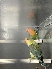 Machos agapornis fichers