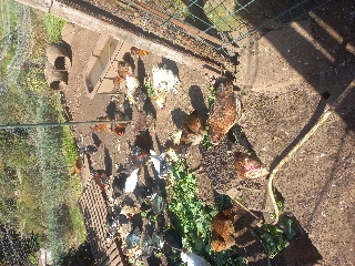 Galinhas galos patos