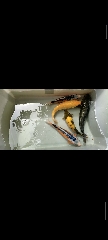 Carpas koi