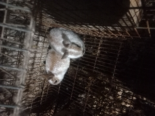 Últimos coelhos anoes