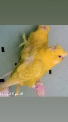 Hagoromo casal Periquito