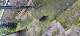 Cão pinscher Pincher