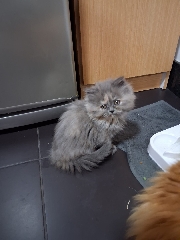 Gatinhas persas Persa