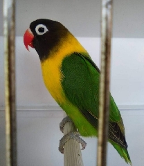 Agapornis personatus