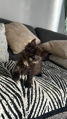 Gatinhas para adoção British Shorthair