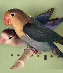 Agapornis fischeris Agapornis Fishers