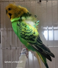 Casal periquitos Periquito