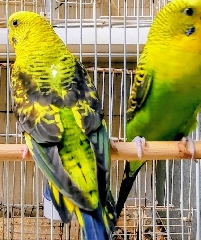 Casal periquitos Periquito