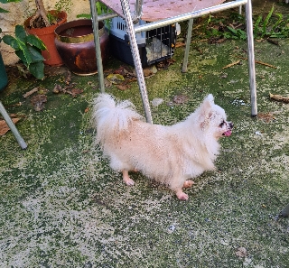 Chihuahua de pelo cumprido Chihuahua