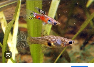 Compro Guppys Guppys
