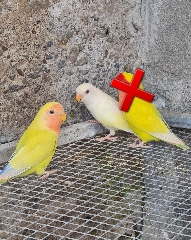 Agapornis Roseicollis