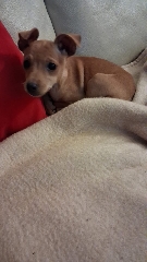 Vendo Pincher novinho Pincher