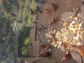 Galinhas galos patos