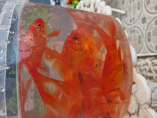 Cometas de véu/cauda comprida Peixe Dourado