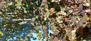 Planta das mil cores