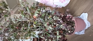 Planta das mil cores Brenya Disticha