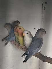 Casais de Agapornis Roseicollis