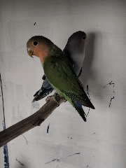 Casal de Agapornis Roseicollis