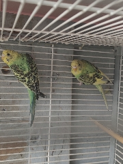 Casal de periquitos australianos e fêmea