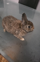 Coelho anão raça toy pardo