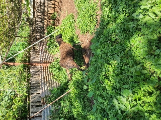 Vendo ovelha sem lã