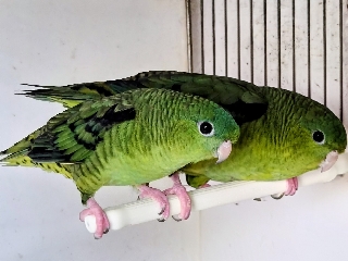 Casal Psitacidios catarinas Outros