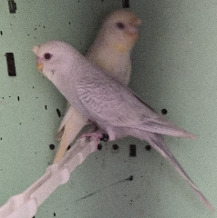 Psitacidios Periquitos fallow .