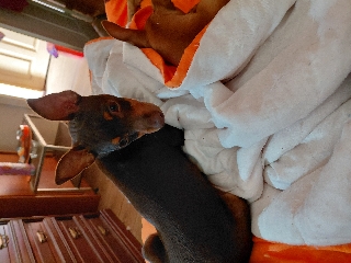 Pincher macho cor chocolate Pincher