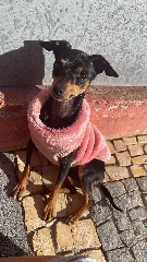 Procuro pincher anao macho para acasalar com a minha pincher anão fêmea Pincher