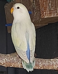 Agapornis Roseicollis Roseicollis