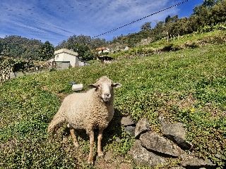 Vendo Ovelhas e macho criação