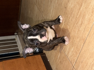 Meninas e meninos Bulldog francês