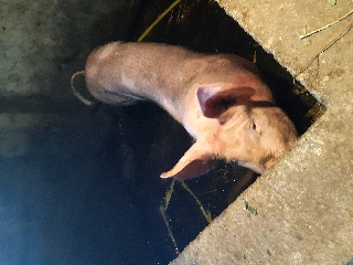 Porcos landrace grandes e pequenos