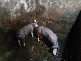Porcos pietran grandes e pequenos