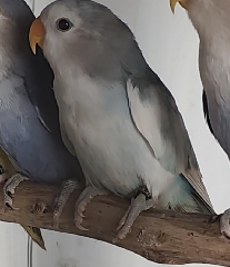 Agapornis Roseicollis Arlequim turquesa portador de opalino pallid violetaDD e canela