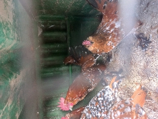 Palheiros mil flores