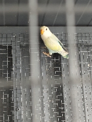 Agapornis Roseicollis Roseicollis