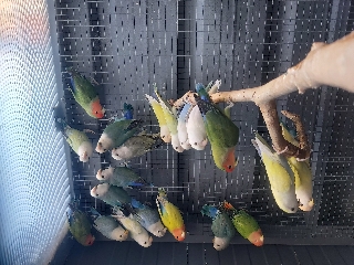 Agapornis Roseicollis