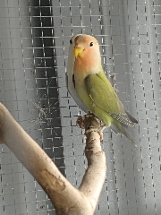 Agapornis Roseicollis