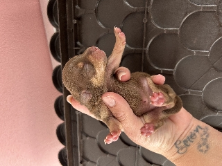 Pincher cavalinho Pincher