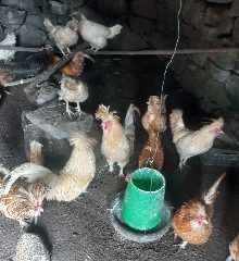 Vários palheiros páduanos