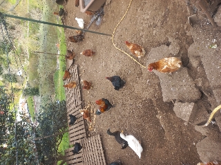 Galinhas galos patos