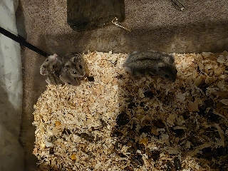 Hamster russos bebés