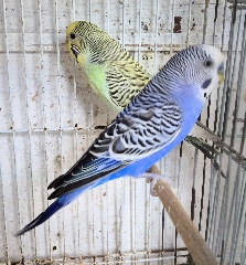 Casal periquitos Periquito