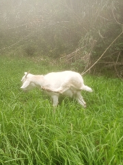 Cabra para cedência